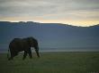 African Elephant Standing In The Grasslands Of Chobe National Park by Beverly Joubert Limited Edition Pricing Art Print