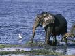 African Elephant Drinking Near A Great White Egret Along The Chobe River by Beverly Joubert Limited Edition Print