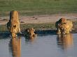 Lions Drink From A Pool by Beverly Joubert Limited Edition Print