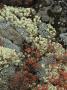 Close View Of A Boulder Covered In Lichens by Stephen Sharnoff Limited Edition Print