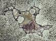 Close View Of Lichens Growing On A Rock by Stephen Sharnoff Limited Edition Print