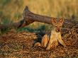 Juvenile Jackal by Beverly Joubert Limited Edition Print