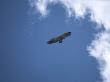 A Vulture Soars On A Thermal Above An African Plain by Beverly Joubert Limited Edition Print