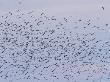 Upward View Of Pratincoles In Flight by Beverly Joubert Limited Edition Print