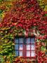 Facade Of House Covered With Creeper, Le Conquet, Brittany, France by Jean-Bernard Carillet Limited Edition Print