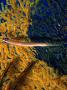 Trumpetfish Against Sea Fan (Aulostomus Chinensis), by Michael Aw Limited Edition Pricing Art Print