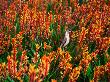 Red Wattlebird On Kangaroo Paw In Kings Park, Perth, Australia by Chris Mellor Limited Edition Print