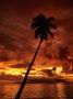 Palm Tree At Sunset, Papeete, French Polynesia by Lee Foster Limited Edition Print