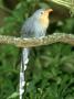 Red-Billed Malkoha, Phaenicophaeus Leschenaultii by James H. Robinson Limited Edition Print