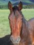 Horse In Field (Portrait) by Charles Cangialosi Limited Edition Print