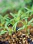 Cosmos Bipinnatus Seedlings In Greenhouse, England by David Murray Limited Edition Print