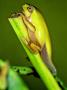 Froglet, Paraguay by Emanuele Biggi Limited Edition Print