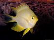 Golden Damsel, Fiji by David B. Fleetham Limited Edition Print