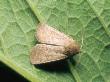 Vines Rustic Moth, Imago At Rest, Nottinghamshire, Uk by David Fox Limited Edition Print