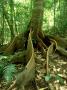 Buttress Roots, Daintree National Park, Australia by Michael Fogden Limited Edition Print