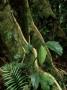 Buttress Roots, Ecuador by Michael Fogden Limited Edition Print