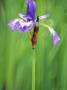 Iris Versicolor, Close-Up Of Blue Flower With Veins And Falls by Hemant Jariwala Limited Edition Pricing Art Print