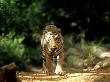 Bengal Tiger, Walking, India by Patricio Robles Gil Limited Edition Print