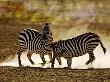 Common Zebra, Fighting, Tanzania by Ariadne Van Zandbergen Limited Edition Pricing Art Print