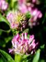 Red Clover, West Berkshire, Uk by Philip Tull Limited Edition Print