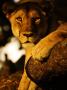 Tree-Climbing Lion, Portrait Of Lion In Tree, Tanzania by Ariadne Van Zandbergen Limited Edition Print