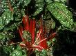 Chard, Rhubard Chard October by David Askham Limited Edition Print