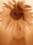 Close Up Of Sunflower In Vase by Fogstock Llc Limited Edition Print
