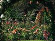 Kelleher Rose Garden, Ma by Frank Siteman Limited Edition Print