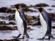 King Penguins (Aptenodytes Patagonicus) Walking, Falkland Islands by Chester Jonathan Limited Edition Print