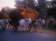 Oxcart Hauling A Load Of Hay Near Pyin U Lwin, Pyin U Lwin, Shan State, Myanmar (Burma) by Jerry Alexander Limited Edition Print