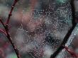 Morning Dew On A Spiders Web Near Mt. Hood, Mt. Hood, Oregon, Usa by Greg Gawlowski Limited Edition Print