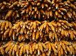 Bunches Of Corn Cobs Drying, Thailand by Chris Mellor Limited Edition Print