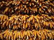 Bunches Of Corn Cobs Drying, Thailand by Chris Mellor Limited Edition Pricing Art Print