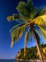 Palm Tree On Shore., Soufriere, St. Lucia by Jeff Greenberg Limited Edition Print