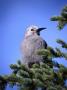 A Clark's Nuthatch ( Nucifraga Columbiana ) Perched In A Tree,Canada by Lee Foster Limited Edition Print
