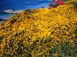 Yellow Gorse Flowering On Walk To Devil's Nose, Falkland Islands by Juliet Coombe Limited Edition Print