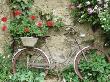 Pelargonium Growing In Bicycle Basket Parked Against Wall Brantome, France by Michael Howes Limited Edition Pricing Art Print