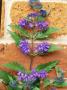 Caryopteris X Clandonensis First Choice by Christopher Fairweather Limited Edition Pricing Art Print