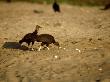 Black Vultures, Feeding On Sea Turtle Eggs, Mexico by Patricio Robles Gil Limited Edition Print