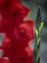 Gladiolus Arabian Night, Close-Up Of A Bud With Open Red Flowers Behind by Hemant Jariwala Limited Edition Print