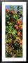 Fresh Grapes In The Vineyard, Lake Konstanz, Germany by Panoramic Images Limited Edition Pricing Art Print