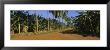 Palm Trees And Banana Trees Cultivated Along A Dirt Road, Cuba by Panoramic Images Limited Edition Print