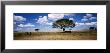 Elephants, Kenya, Africa by Panoramic Images Limited Edition Pricing Art Print