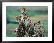 Cheetahs (Acinonyx Jubatus), Masai Mara National Reserve, Rift Valley, Kenya by Mark Newman Limited Edition Print