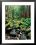 Rainforest In Sol Duc Rain Forest, Olympic National Park, Washington by John Elk Iii Limited Edition Pricing Art Print