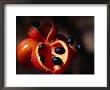 Rainforest Fruit, Cape York Peninsula, Queensland, Australia by Oliver Strewe Limited Edition Print