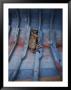 A Village Dog Naps In The Bottom Of A Cat Boat by Bill Curtsinger Limited Edition Print