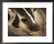 Hand-Raised Badger Bares Its Teeth At Its Home In Talmage, Nebraska by Joel Sartore Limited Edition Print