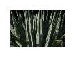 Yucca Iii by Chip Scarborough Limited Edition Pricing Art Print