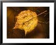 Golden Leaf Caught On Bare Tree Branches, Acadia National Park, Maine, Usa by Joanne Wells Limited Edition Print